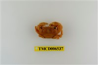 藏品(粗糙酋婦蟹)的圖片